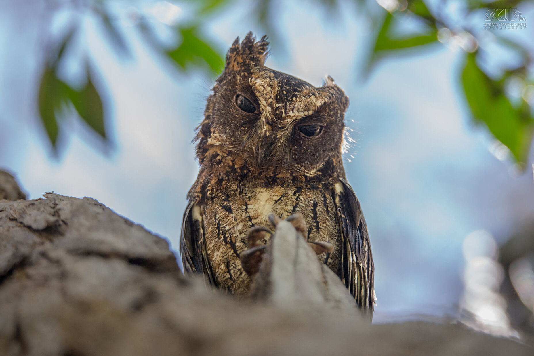 Kirindy - Oostelijke madagaskardwergooruil Oostelijke madagaskardwergooruil (Malagasy scops owl, Rainforest scops owl, Otus rutilus) Stefan Cruysberghs